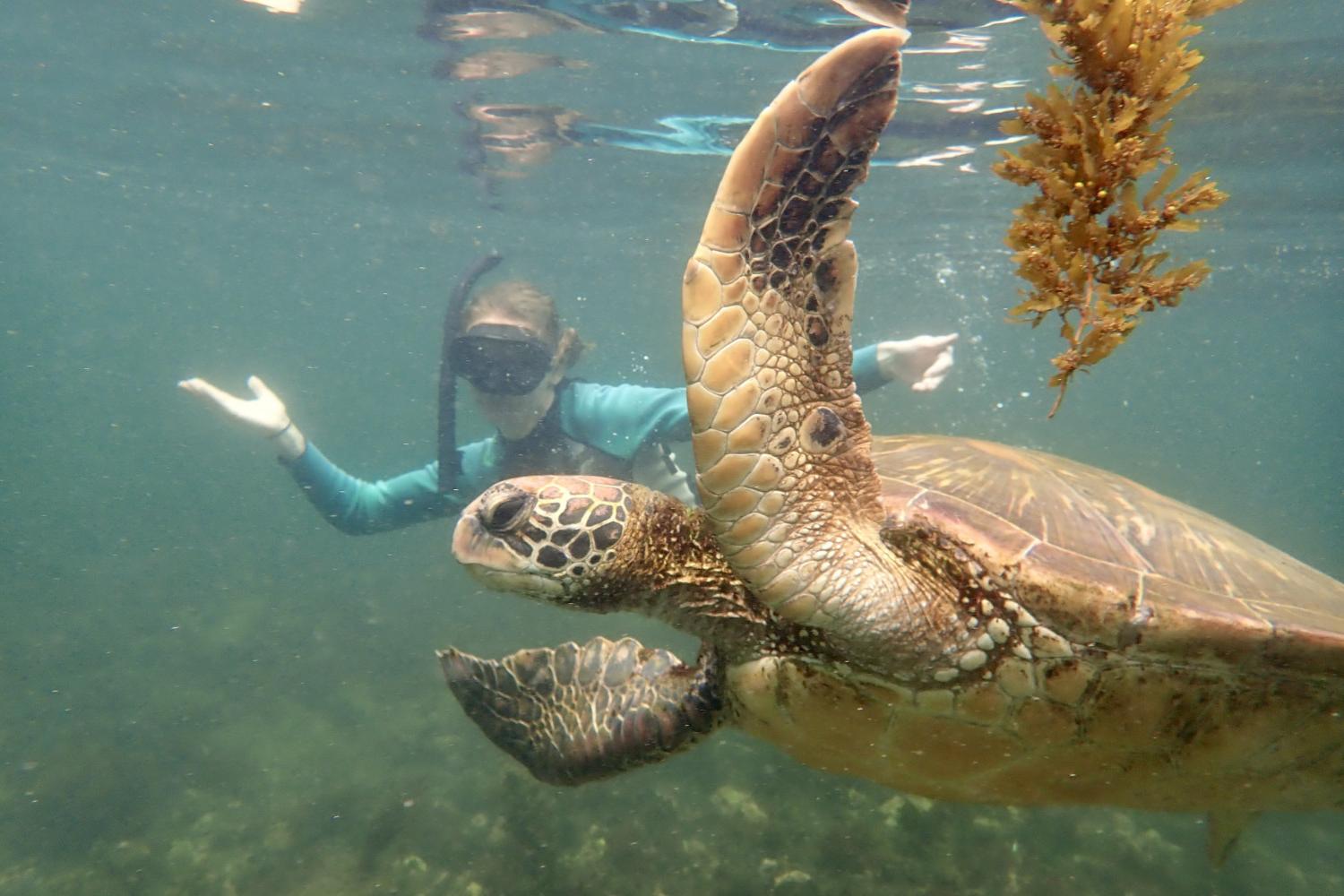一名<a href='http://vyh.techgyaani.com'>bv伟德ios下载</a>学生在Galápagos群岛游学途中与一只巨龟游泳.